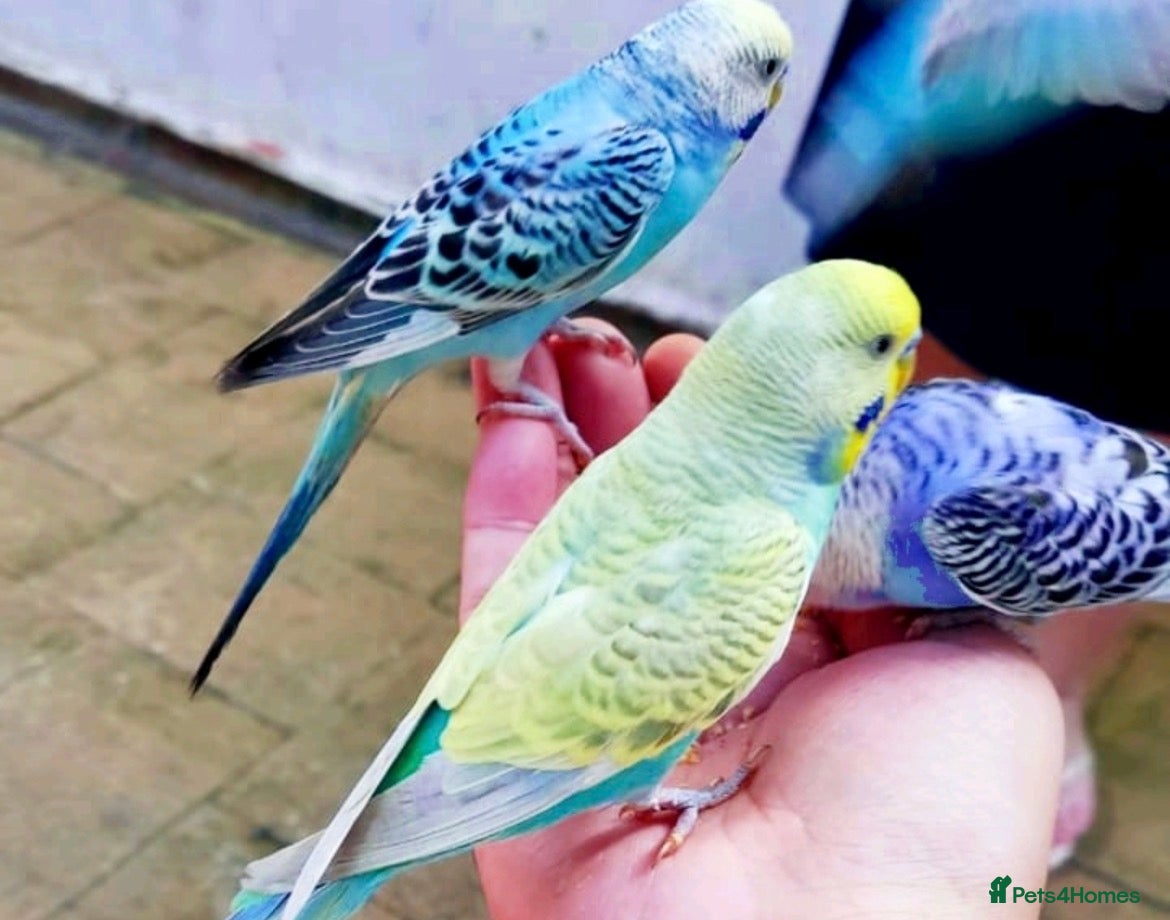 Conures birds Silly tame hand reared budgie baby  - Advert 2