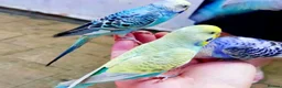Conures birds for sale: Silly tame hand reared budgie baby  - Advert 2