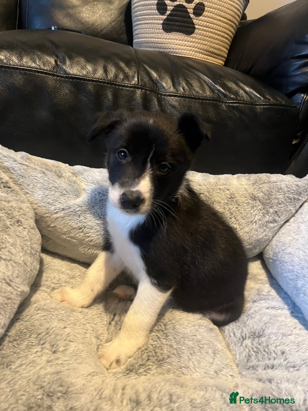 Border Collie dogs for sale: Lovely litter of 6 border collie puppies - Advert 18