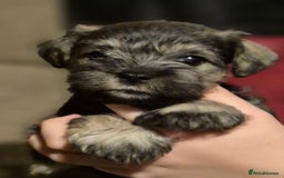 Miniature Schnauzer dogs for sale: Miniature Schnauzer puppies kc reg Ready to view - Image 1