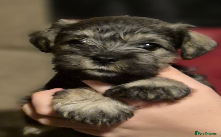 Miniature Schnauzer dogs - Advert 2