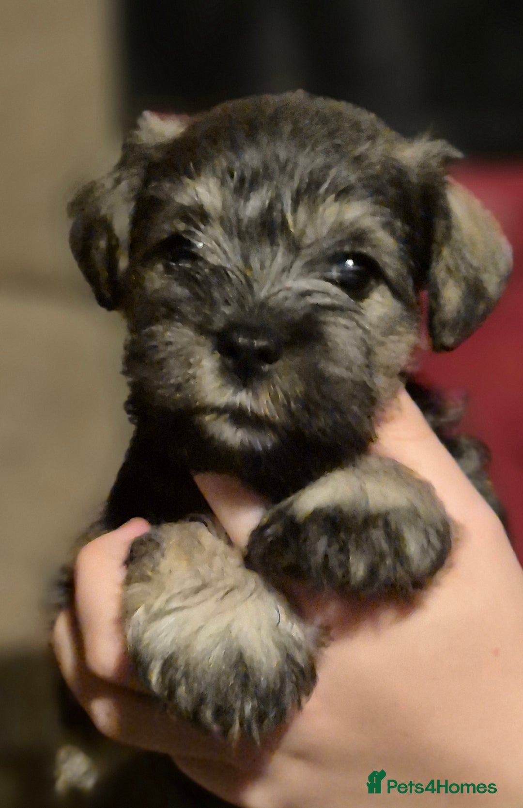 Miniature Schnauzer dogs for sale: Miniature Schnauzer puppies kc reg Ready to view - Image 1