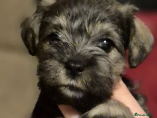 Miniature Schnauzer dogs - Advert 9