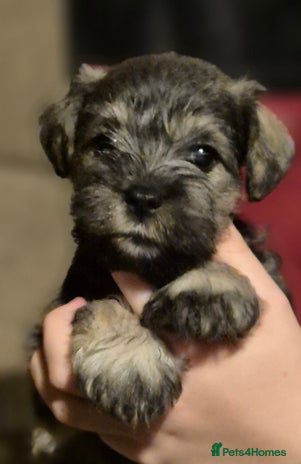 Miniature Schnauzer dogs - Advert 3