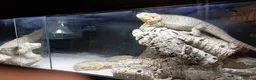 Bearded Dragon reptiles for sale: Bearded Dragon and Complete Vivarium Setup in Yarm - Advert 5