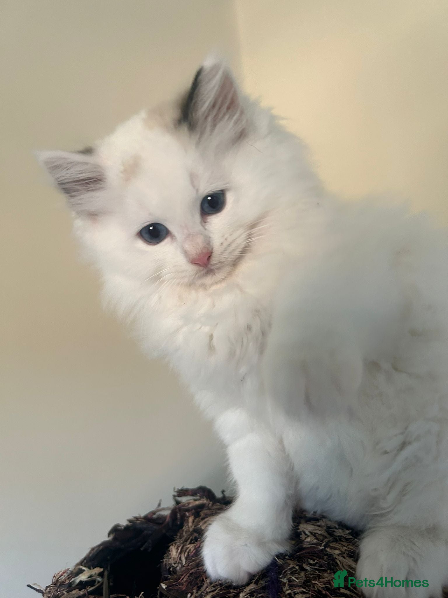 Ragdoll cats Beautiful Ragdoll Kittens  - Advert 8