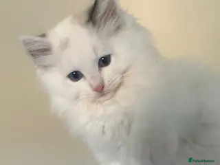 Ragdoll cats Beautiful Ragdoll Kittens - Advert 5