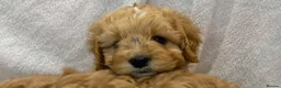 Cavapoo dogs for sale: Bred From Health Tested Parents Cavapoo Girls - Advert 12