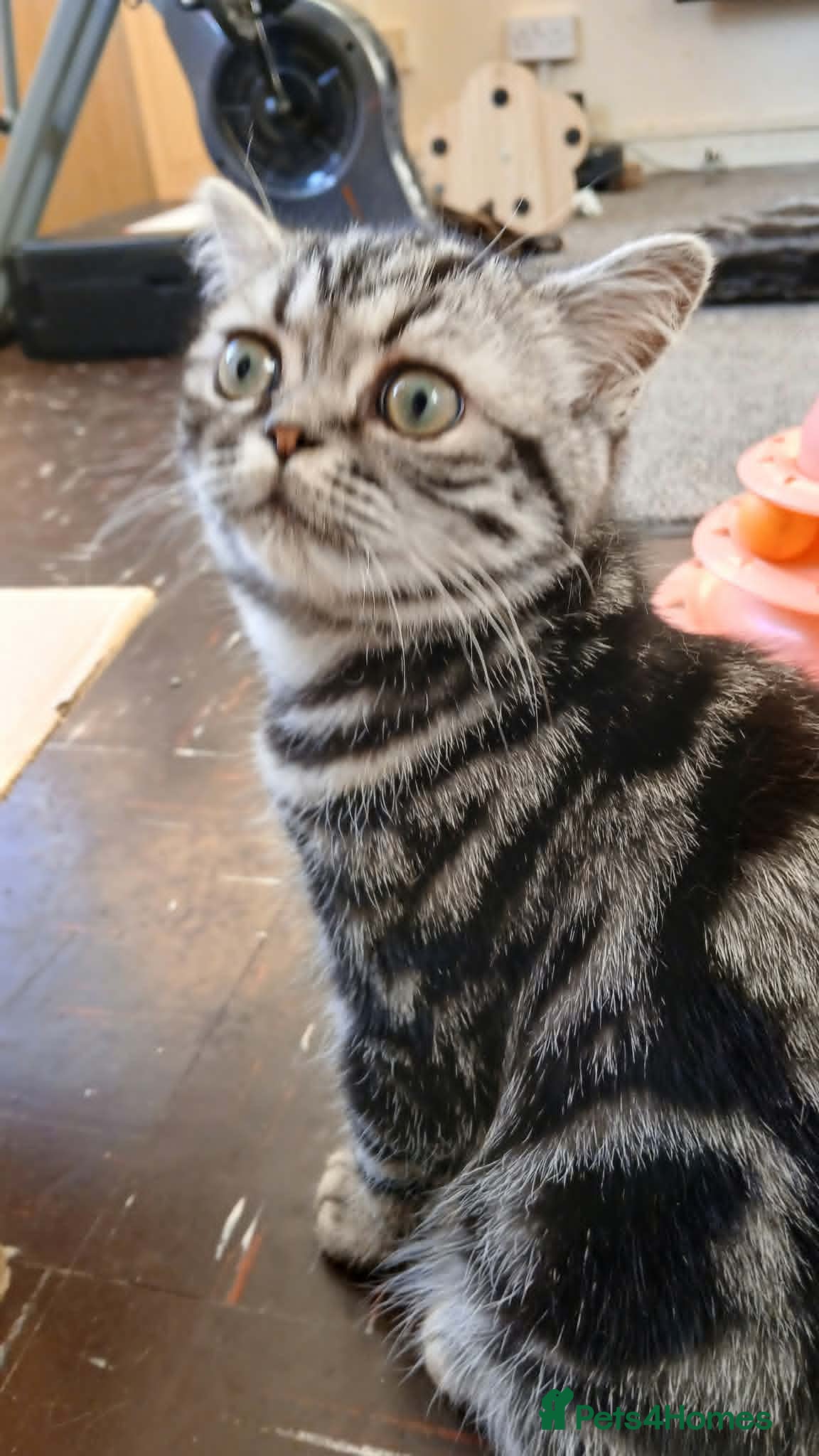 British Shorthair cats Bsh. Silver Classic Tabby kittens. TICA. - Advert 17