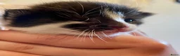 Russian Blue cats for sale: Stunning litter of Russian Blue cross kittens - Advert 14