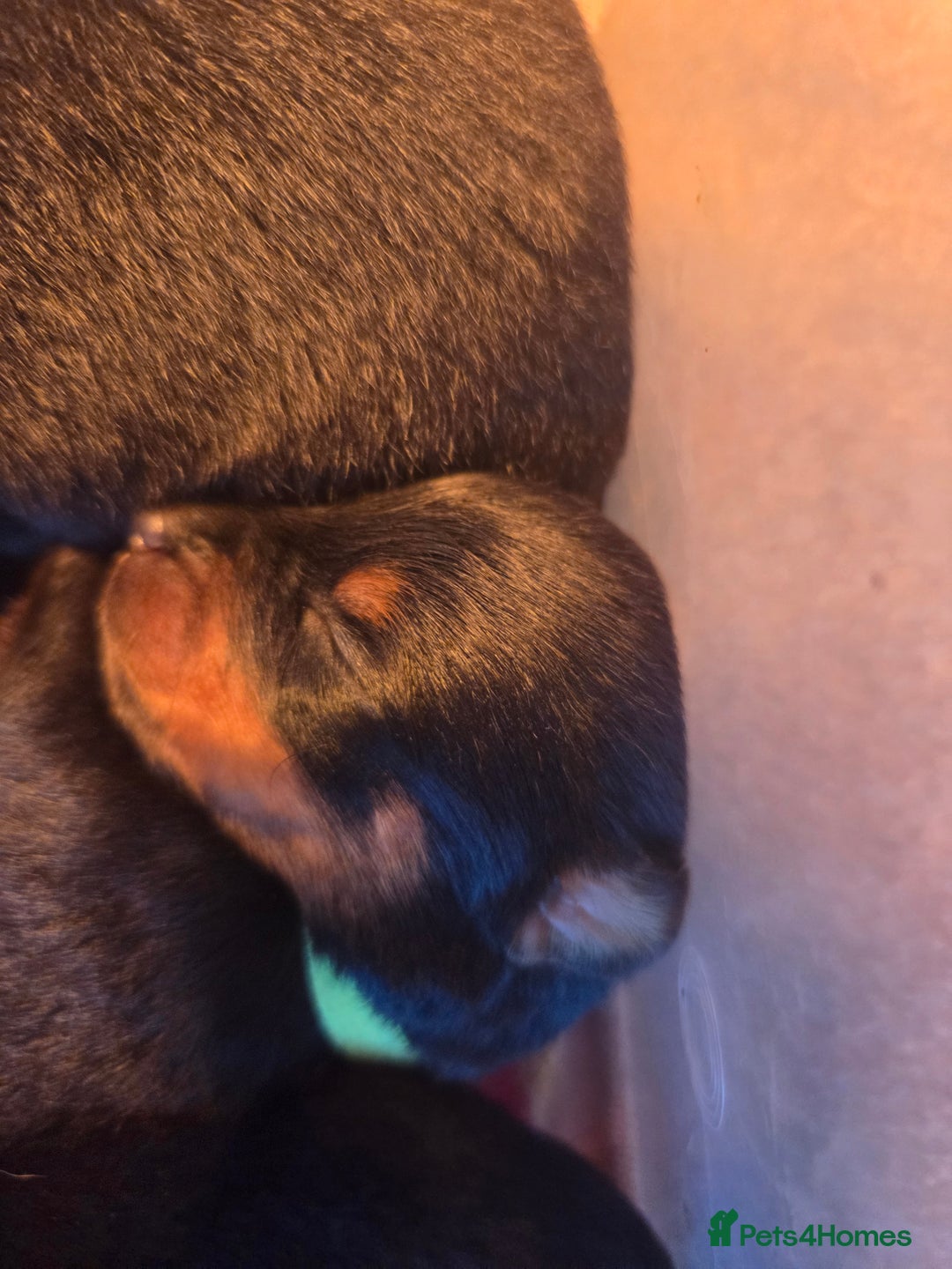 Rottweiler dogs for sale: Rottweiler  - Image 15