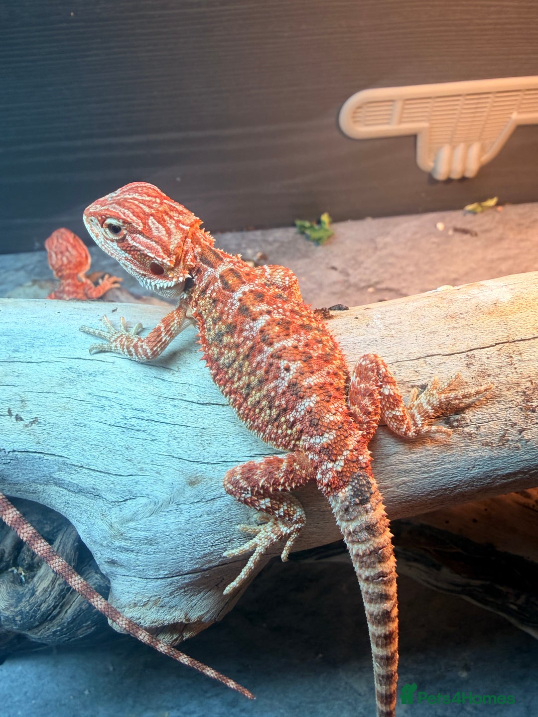 Bearded Dragon reptiles for sale: Red baby Bearded Dragons ready to go! - Advert 2