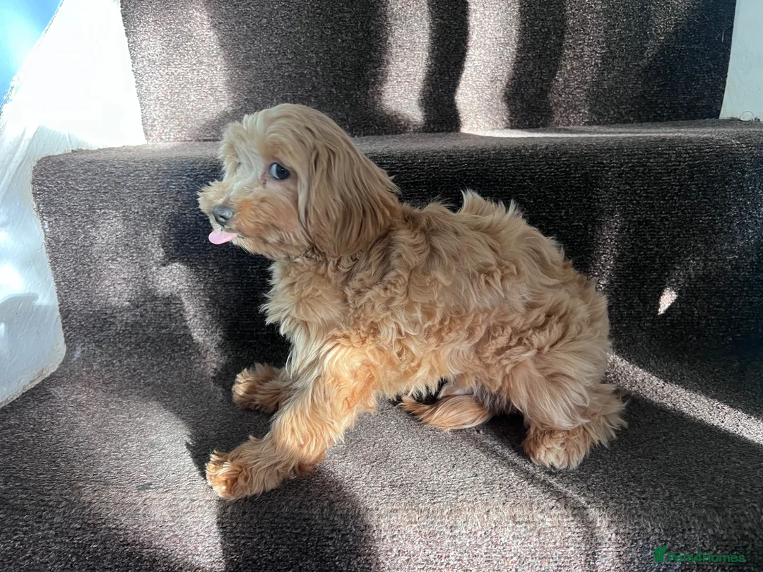 Maltipoo dogs for sale: Maltipoo in Glasgow - Advert 1