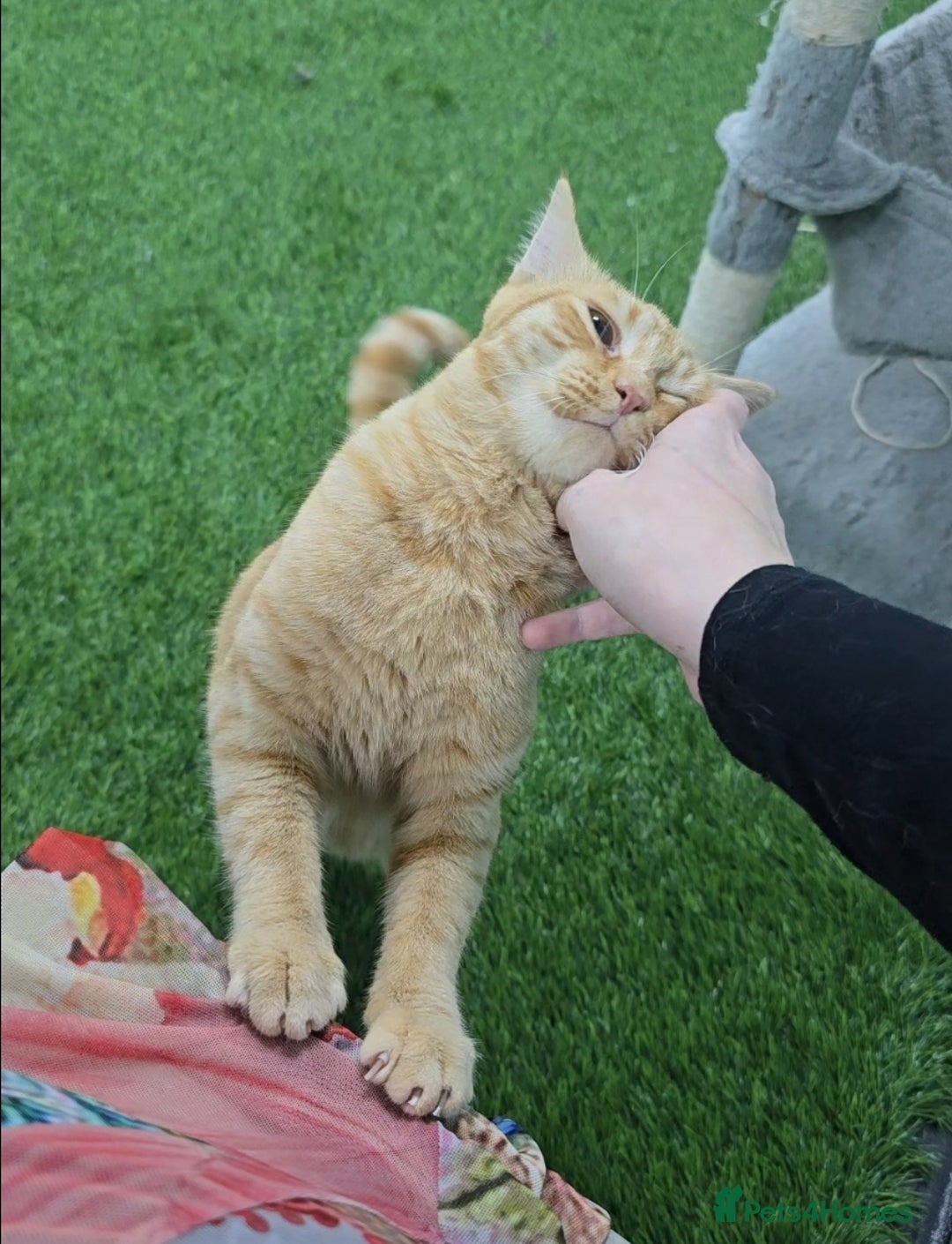 Mixed Breed cats for adoption: [Indoors Only] Lovely & affectionate Cuddlebugs - Image 2