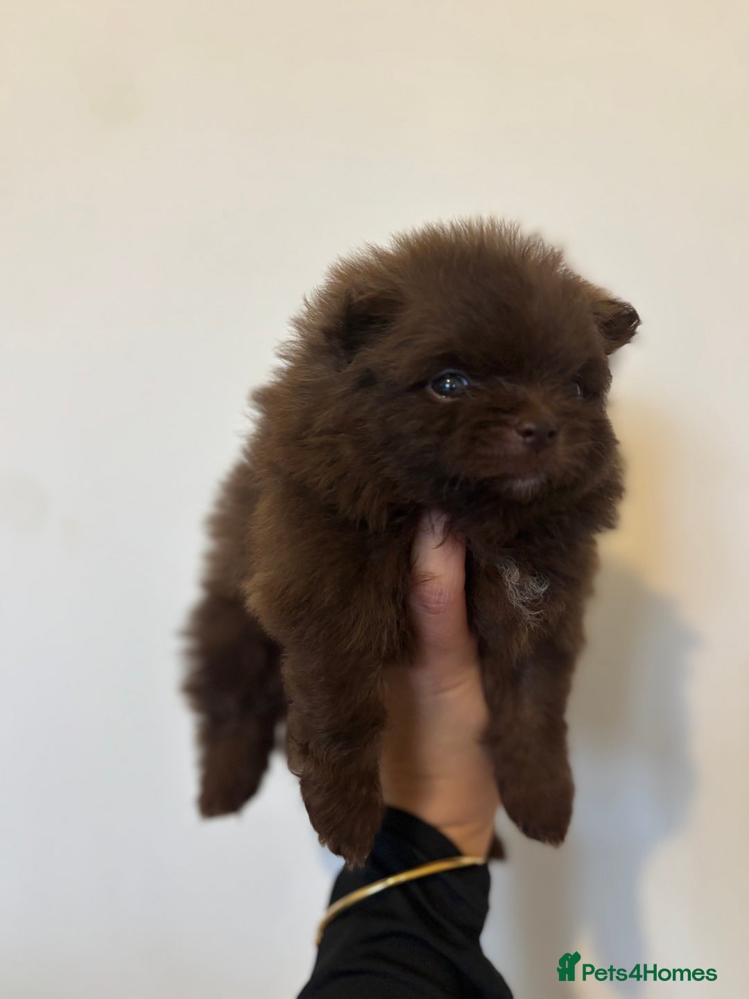 Pomeranian dogs for sale: ✨ PERFECT ✨ POMERANIANS with free delivery 🚚 ❤️ - Advert 2