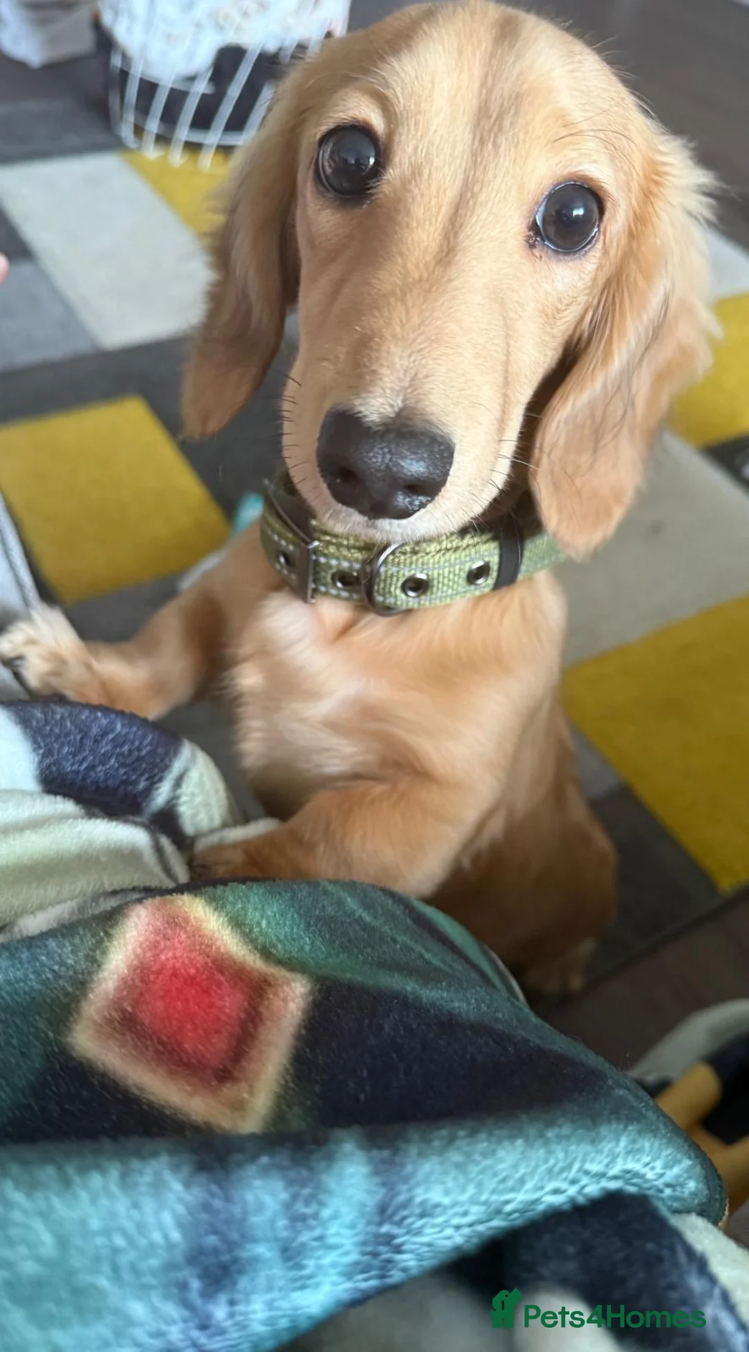 Miniature Dachshund dogs for sale: KC Registered Minature Long Haired Shaded Cream - Advert 1