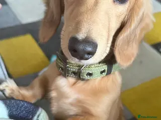 Miniature Dachshund dogs KC Registered Minature Long Haired Shaded Cream - Advert 1