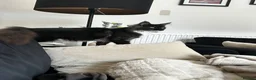 Maine Coon cats for sale: Onyx 🖤 - Advert 3