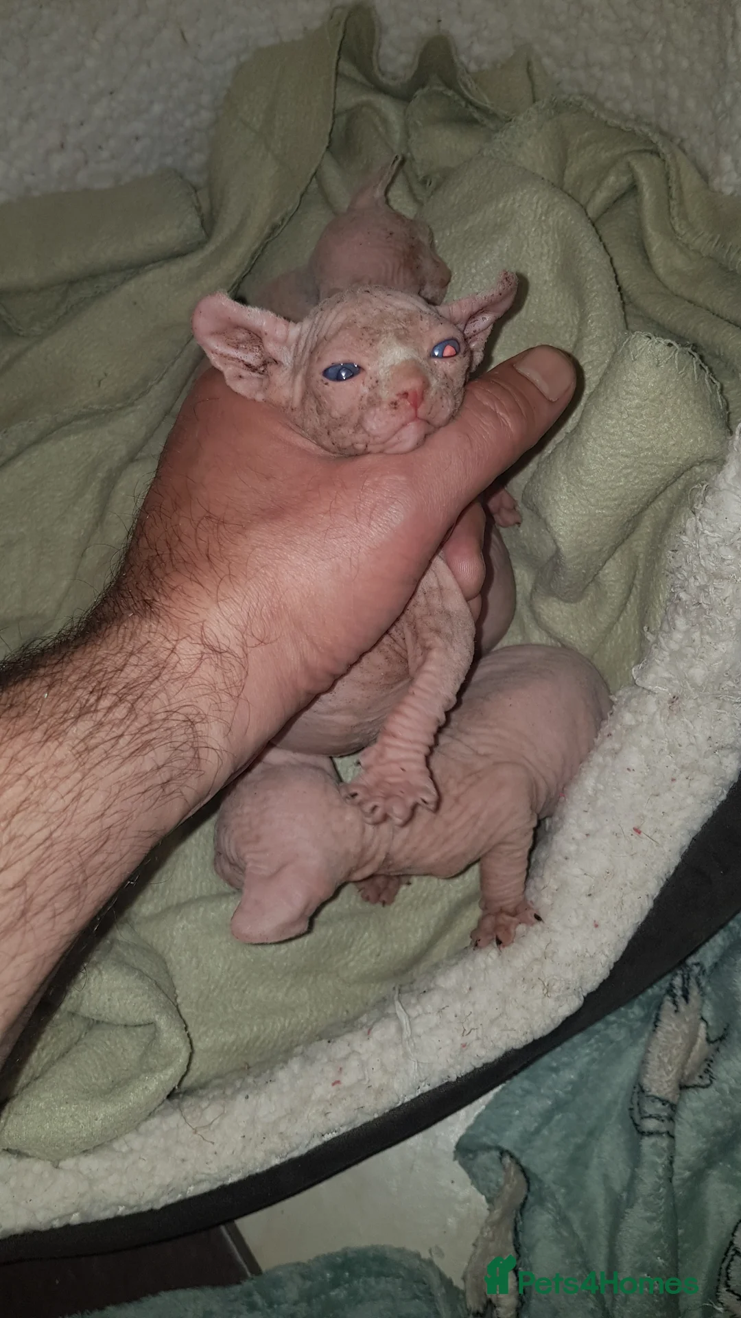 Sphynx cats for stud:  odd eyes shpynx elf ear STUD available.  in Colchester - Advert 9