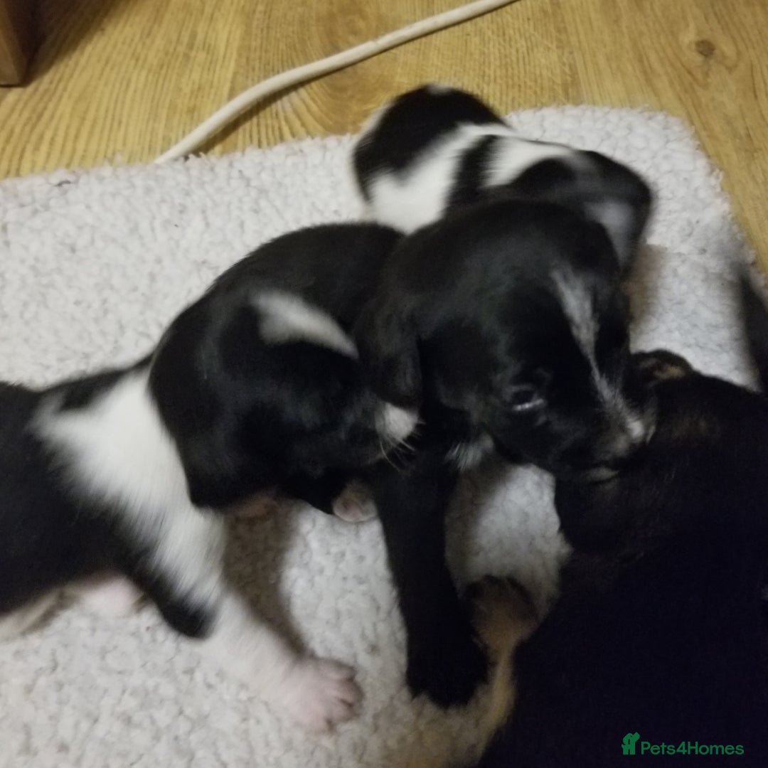 Jackapoo dogs for sale: Jackapoo puppies - Image 16