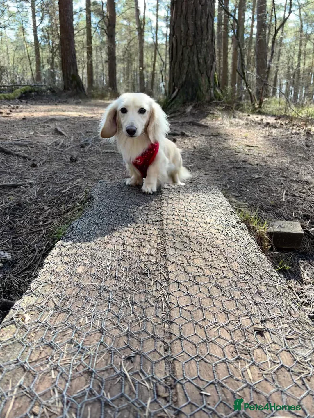 Miniature Dachshund dogs for stud: Miniature Cream Long Haired kc Reg PRA Clear in Penrith - Advert 2