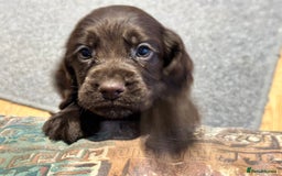 Cocker Spaniel dogs for sale: Beautiful show type puppies  - Image 31