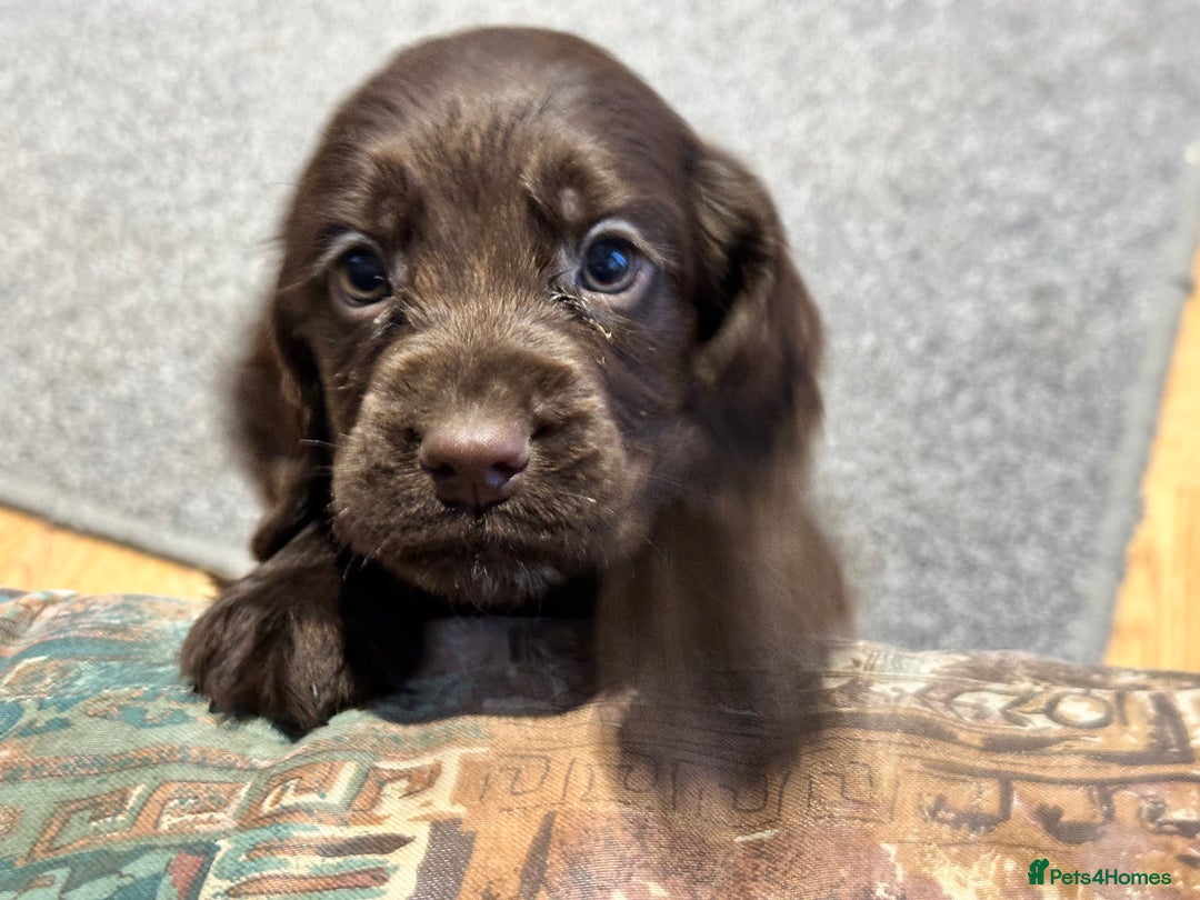Cocker Spaniel dogs for sale: Beautiful show type puppies  - Image 31
