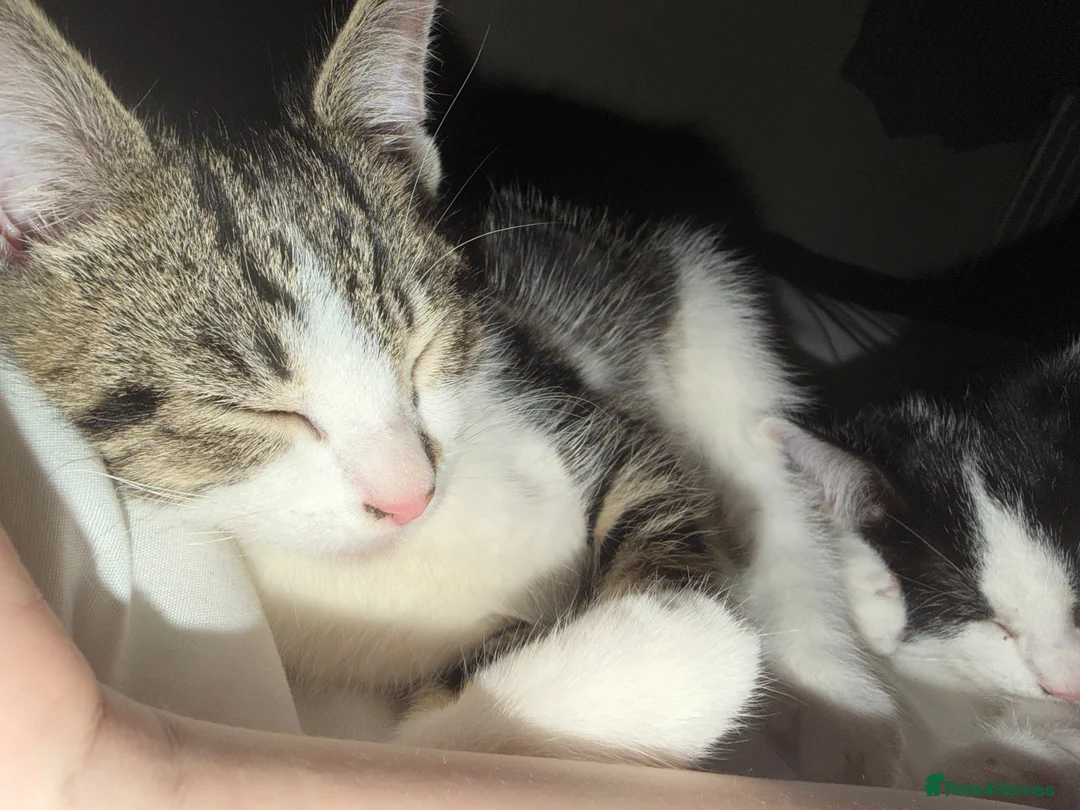 Mixed Breed cats for sale: 2 kittens for sale in Watchet  in Watchet - Advert 2