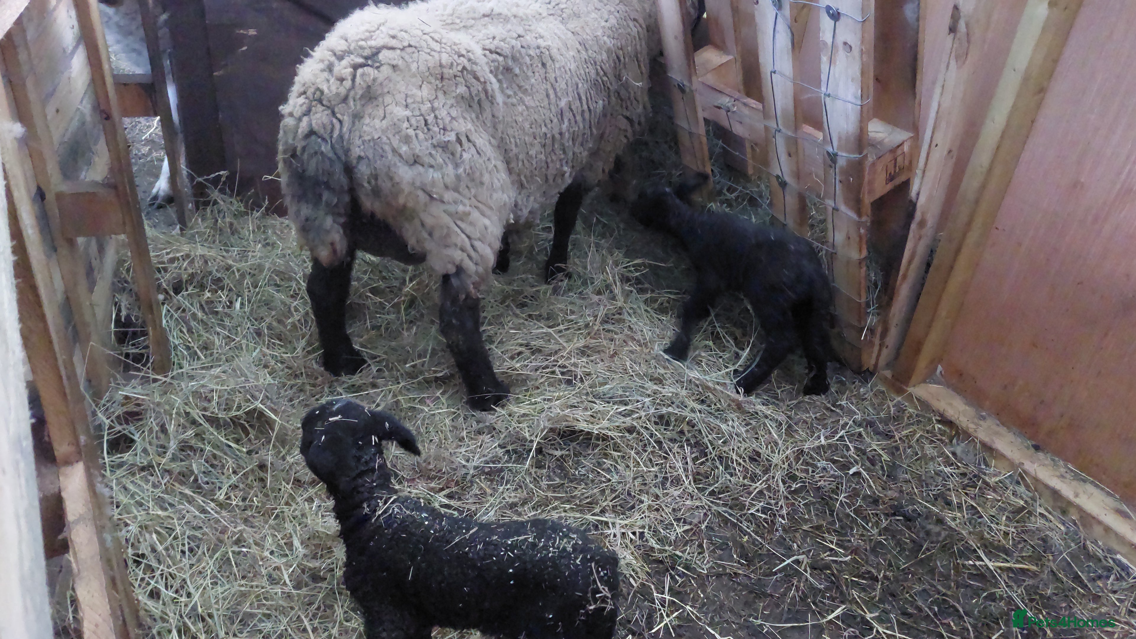 Sheep livestock Pet Ewe and 2 lambs - Advert 2
