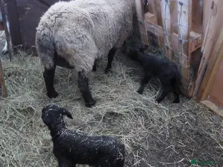 Sheep livestock Pet Ewe and 2 lambs - Advert 2