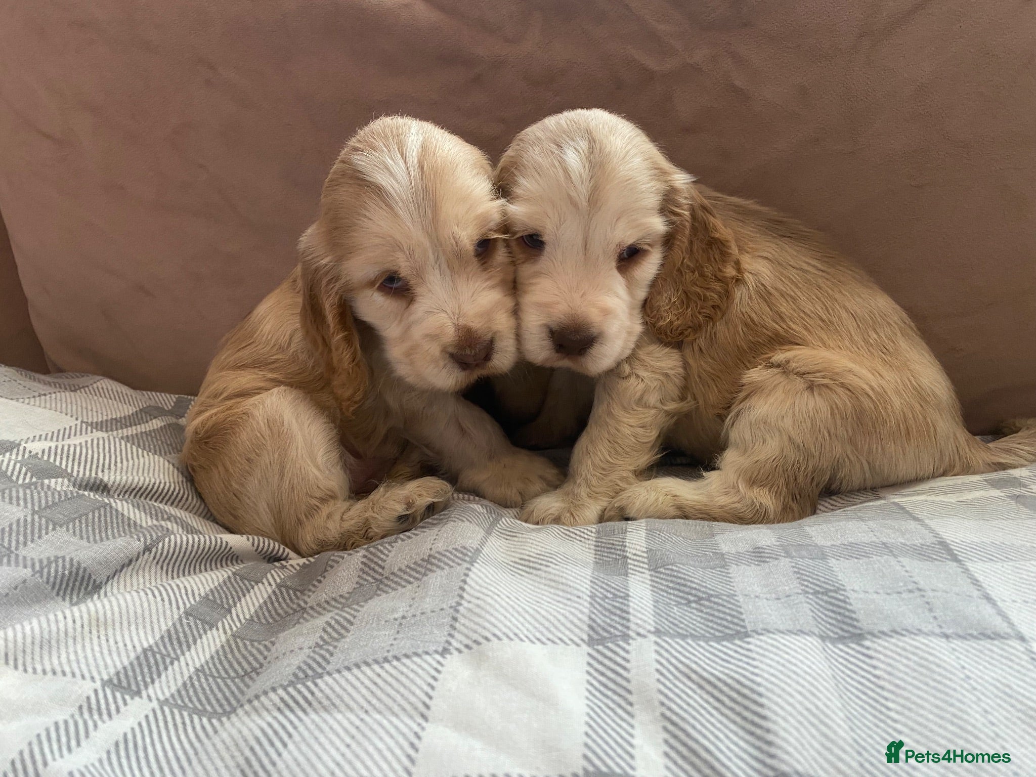 Cocker Spaniel dogs KC Registered. Show Type Cocker Spaniel Puppies. - Advert 1