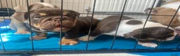 English Bulldog dogs for sale: Standard British Bulldogs 🦍🇬🇧👑 - Advert 35