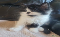 Turkish Angora cats for sale: Pure Turkish Angora - Image 8