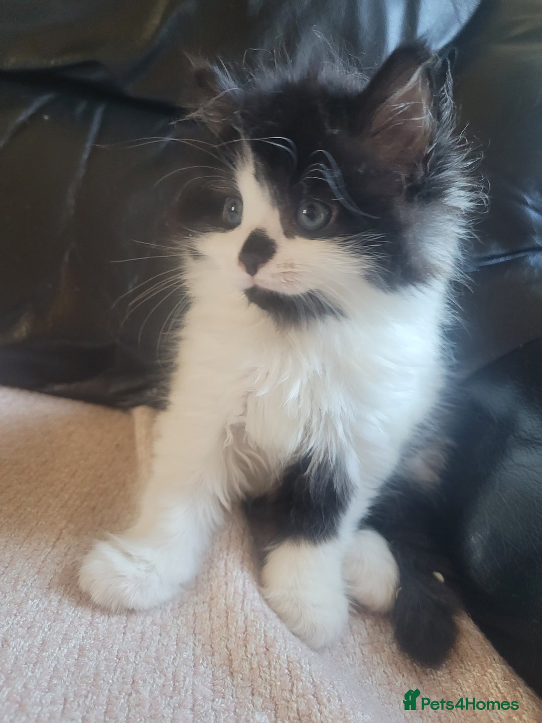 Turkish Angora cats for sale: Pure Turkish Angora - Image 8