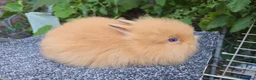 Lionhead rabbits for sale: Lion Head  (Fluffy Blue eyes ) - Advert 2