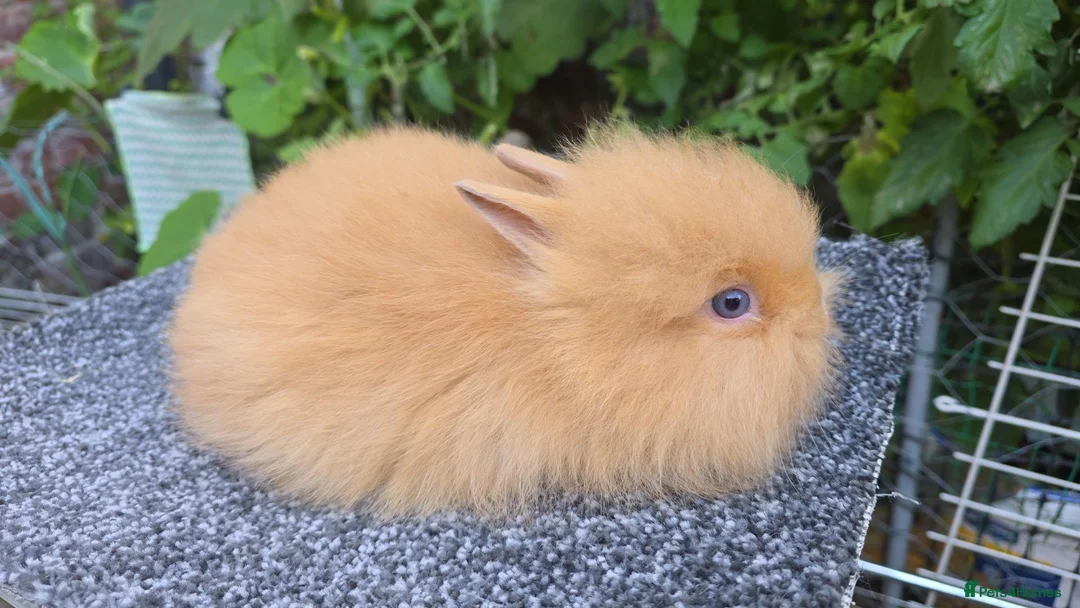 Lionhead rabbits for sale: Lion Head  (Fluffy Blue eyes ) - Advert 2