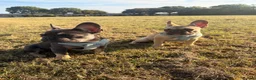 French Bulldog dogs for sale: Burt and ernie - Advert 5