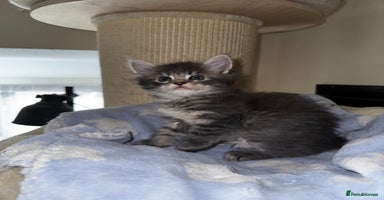 Maine Coon cats - Advert 6