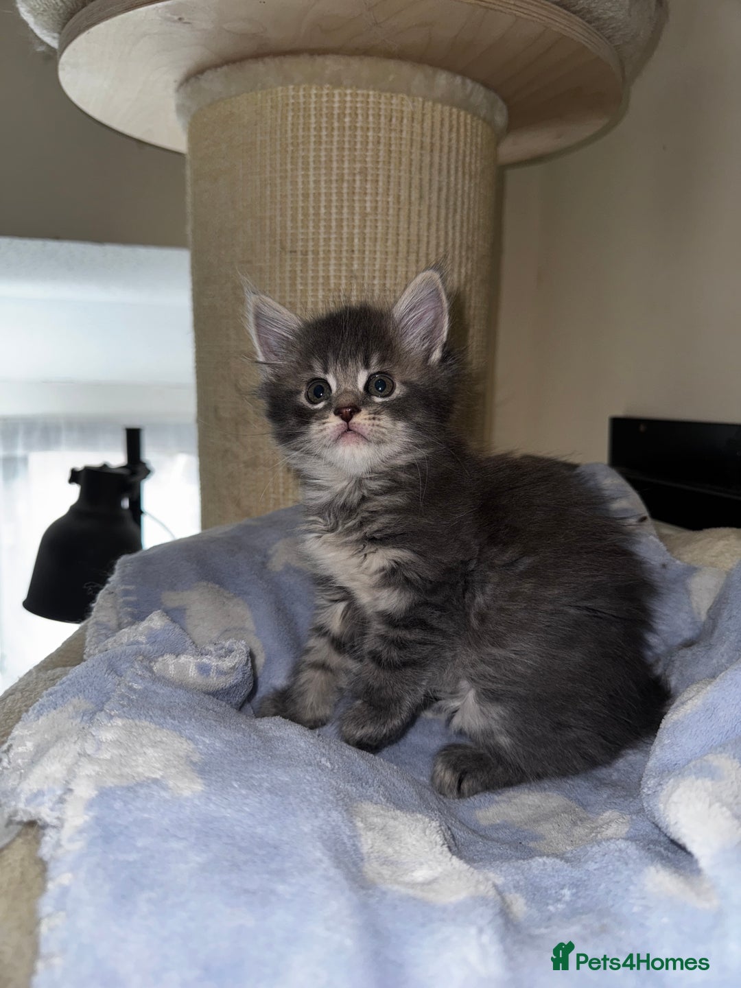 Maine Coon cats for sale: 🐾 Beautiful Maine Coon x Norwegian Forest Kittens - Image 3