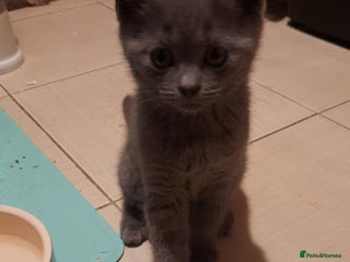 British Shorthair cats Gorgeous british shorthair male - Advert 1