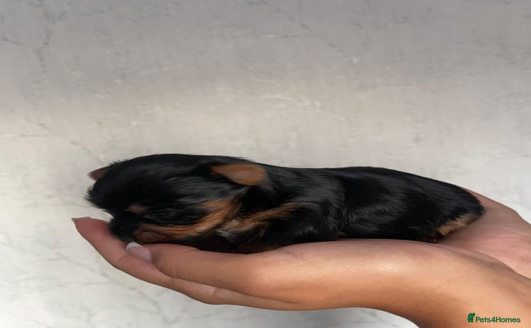 Yorkshire Terrier dogs - Advert 3