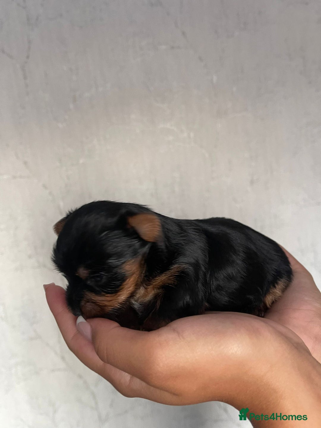 Yorkshire Terrier dogs for sale: Very Tiny,mini Yorkshire terrier🥰 BOY - Image 1