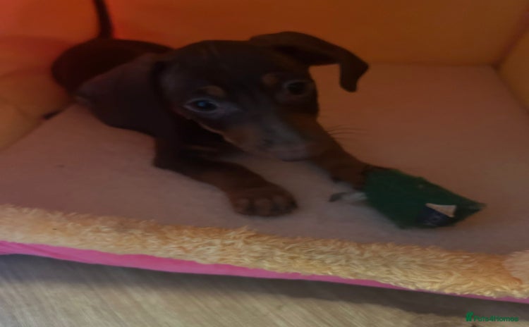 Miniature Dachshund dogs - Advert 3