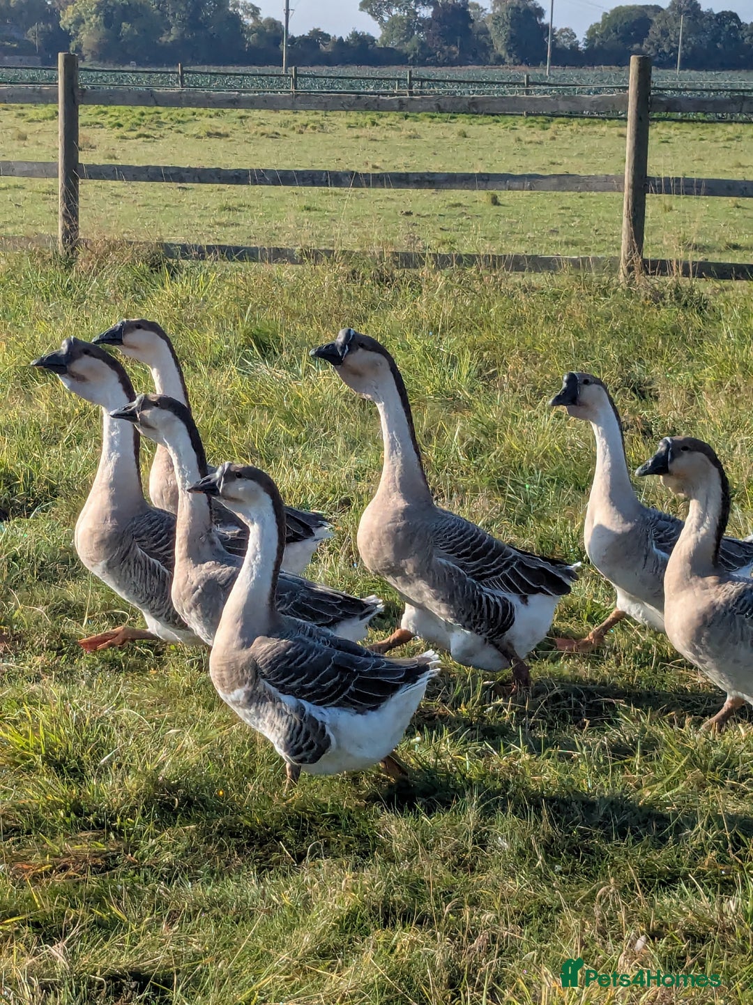 Geese poultry for sale: African geese trio  - Advert 2