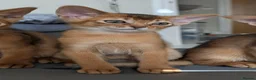 Abyssinian cats for sale: 🩷🩷 Sweet girl 🩷🩷  - Advert 13