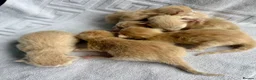 Ragcoon cats for sale: Rare Ragacoon Ragdoll x Maine Coon  - Advert 11