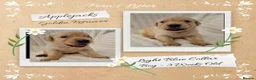 Golden Retriever dogs for sale: Quality Golden Retriever Puppies - Advert 4