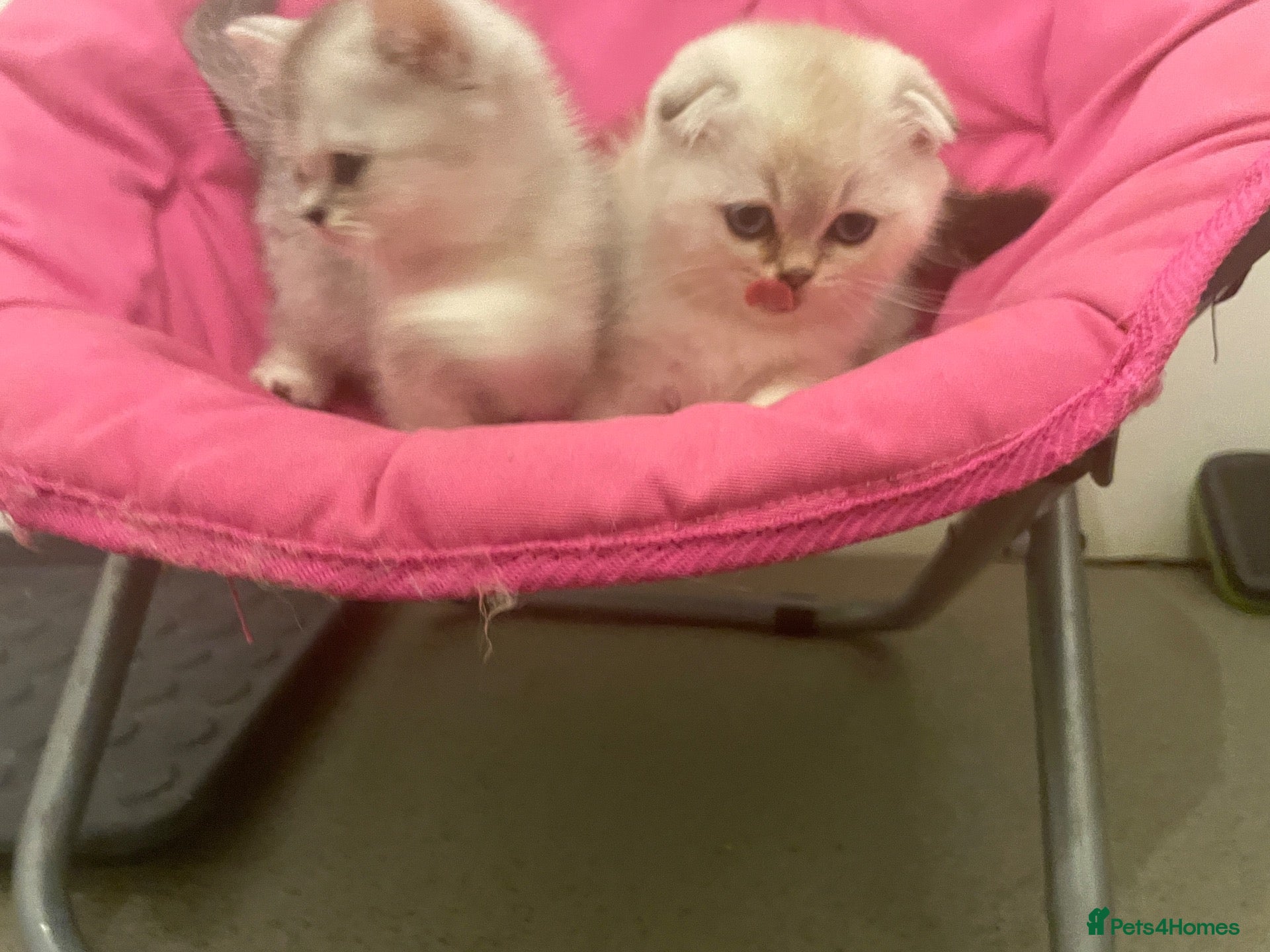 Scottish Fold cats Adorable Scottish Fold Kittens for Sale  - Advert 2