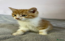 British Shorthair cats for sale: Four kittens ready to go (prices vary) - Image 5