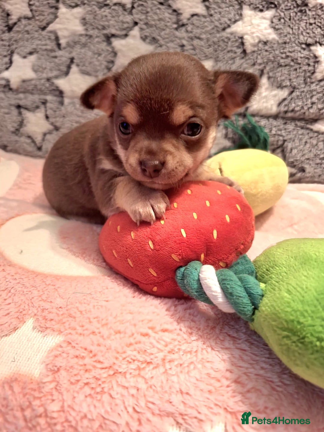 Chihuahua dogs for sale: * Three most beautiful chihuahua girls* - Advert 2